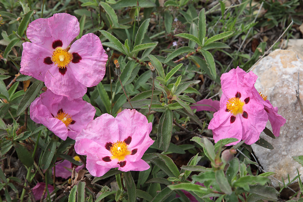 Cistus purpureus?